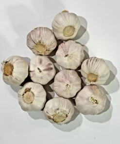 1 Pound Music Garlic Bulbs for Planting - Hardneck White Garlic Tubers - Image 2