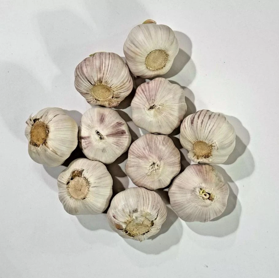 1 Pound Music Garlic Bulbs for Planting - Hardneck White Garlic Tubers - Image 2