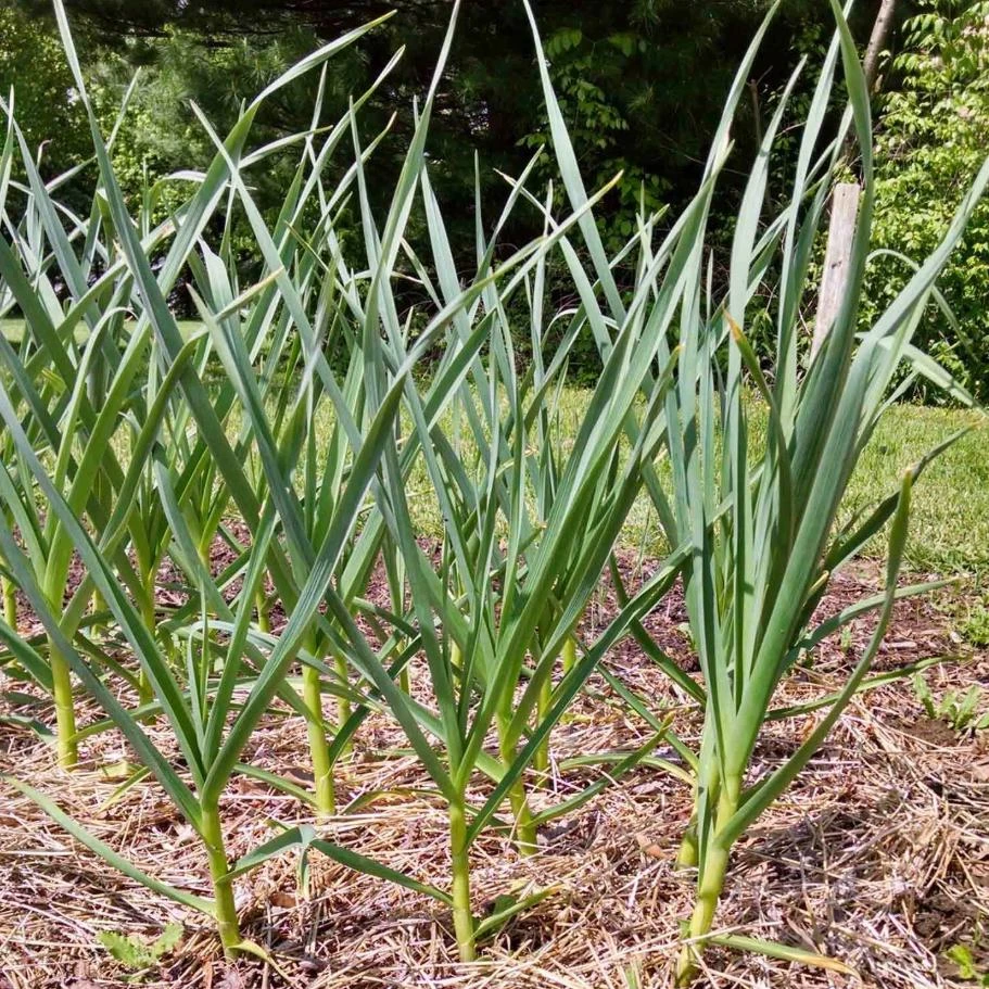 1 Pound Music Garlic Bulbs for Planting - Hardneck White Garlic Tubers - Image 3
