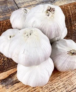 1 Pound Music Garlic Bulbs for Planting - Hardneck White Garlic Tubers - Image 4