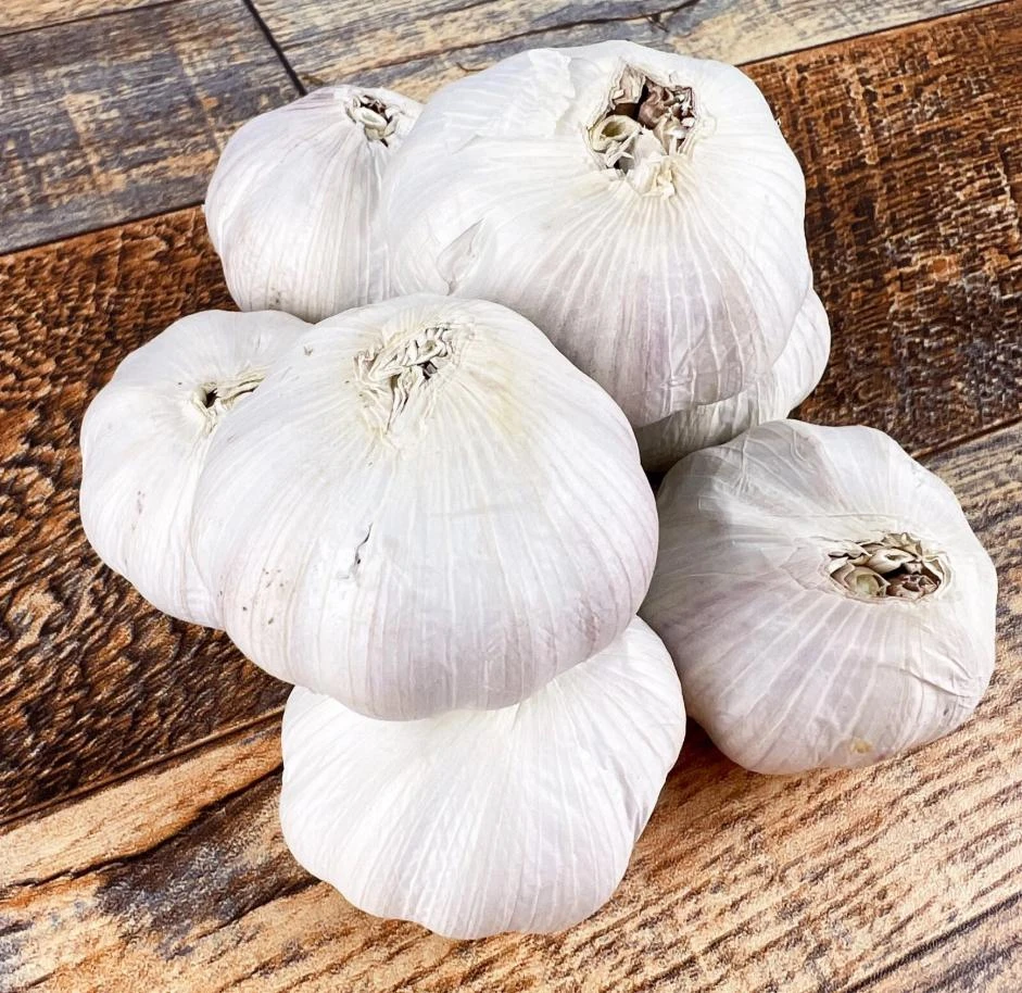 1 Pound Music Garlic Bulbs for Planting - Hardneck White Garlic Tubers - Image 4