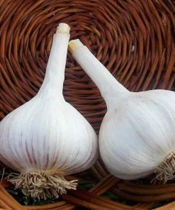 1 Pound Music Garlic Bulbs for Planting - Hardneck White Garlic Tubers - Image 5