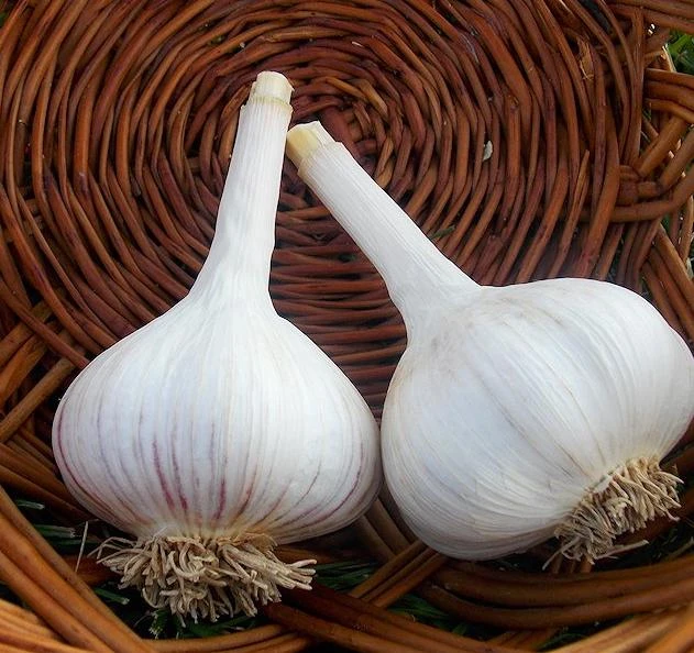 1 Pound Music Garlic Bulbs for Planting - Hardneck White Garlic Tubers - Image 5