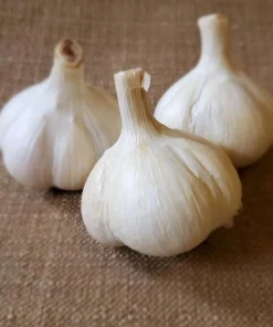 1 Pound Music Garlic Bulbs for Planting - Hardneck White Garlic Tubers - Image 6