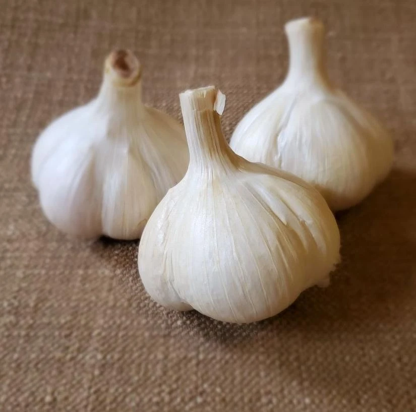 1 Pound Music Garlic Bulbs for Planting - Hardneck White Garlic Tubers - Image 6
