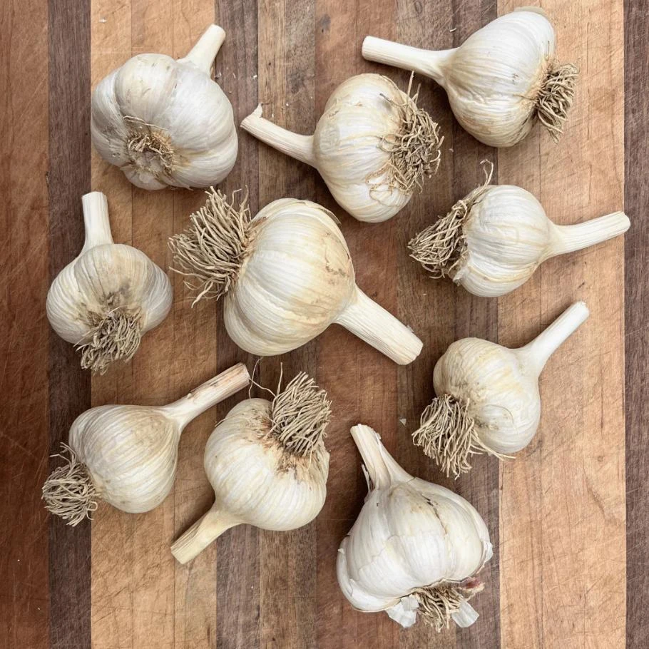 1 Pound Music Garlic Bulbs for Planting - Hardneck White Garlic Tubers - Image 7