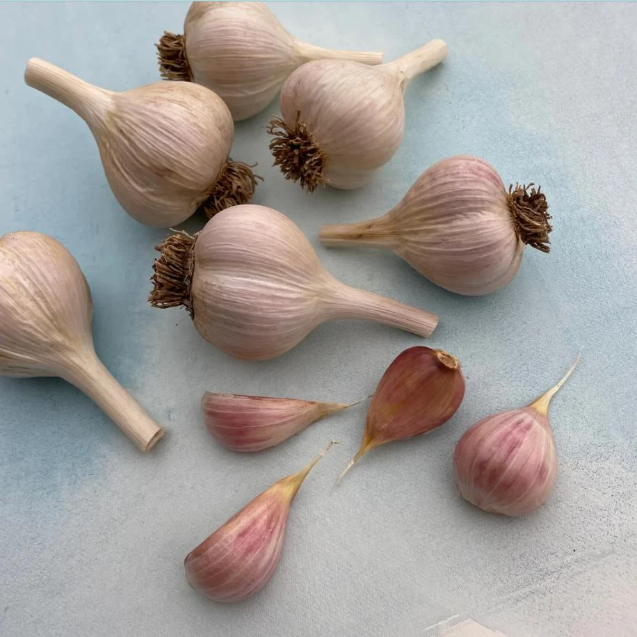1 Pound Music Garlic Bulbs for Planting - Hardneck White Garlic Tubers - Image 8