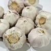 1 Pound Music Garlic Bulbs for Planting - Hardneck White Garlic Tubers - Image 1