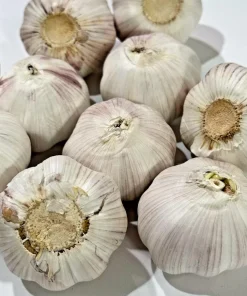1 Pound Music Garlic Bulbs for Planting - Hardneck White Garlic Tubers - Image 1