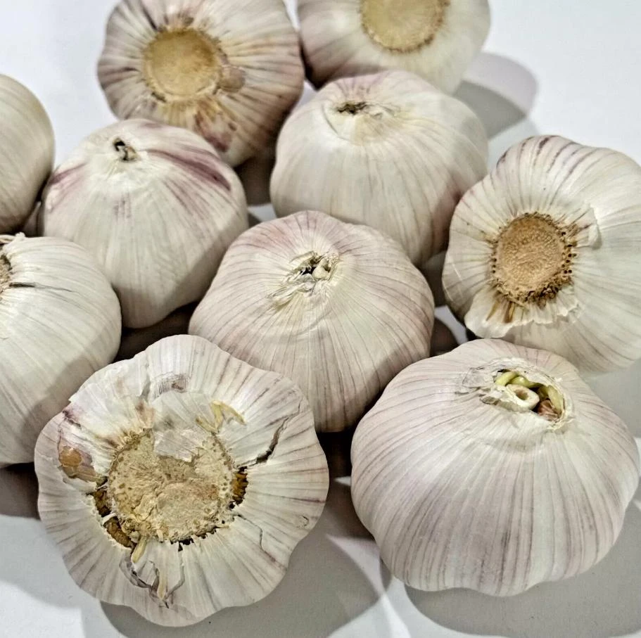 1 Pound Music Garlic Bulbs for Planting - Hardneck White Garlic Tubers - Image 1