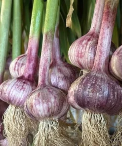 1 Pound Peruvian Purple Stripe Garlic Bulbs for Planting - Hardneck Garlic - Image 2
