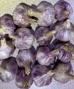 1 Pound Peruvian Purple Stripe Garlic Bulbs for Planting - Hardneck Garlic - Image 3