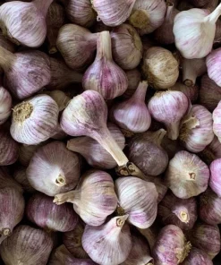 1 Pound Peruvian Purple Stripe Garlic Bulbs for Planting - Hardneck Garlic - Image 4