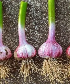 1 Pound Peruvian Purple Stripe Garlic Bulbs for Planting - Hardneck Garlic - Image 5