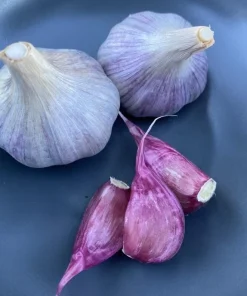 1 Pound Peruvian Purple Stripe Garlic Bulbs for Planting - Hardneck Garlic - Image 6