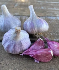 1 Pound Peruvian Purple Stripe Garlic Bulbs for Planting - Hardneck Garlic - Image 7
