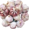 1 Pound Peruvian Purple Stripe Garlic Bulbs for Planting - Hardneck Garlic - Image 1