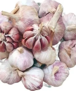 1 Pound Peruvian Purple Stripe Garlic Bulbs for Planting - Hardneck Garlic - Image 1