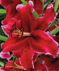 1 Rio Negro Oriental Lily Bulb - Velvety Perennial Flowers - Outdoor - Image 2