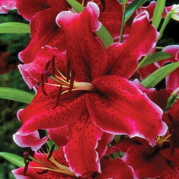 1 Rio Negro Oriental Lily Bulb - Velvety Perennial Flowers - Outdoor - Image 2