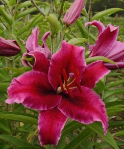 1 Rio Negro Oriental Lily Bulb - Velvety Perennial Flowers - Outdoor - Image 3