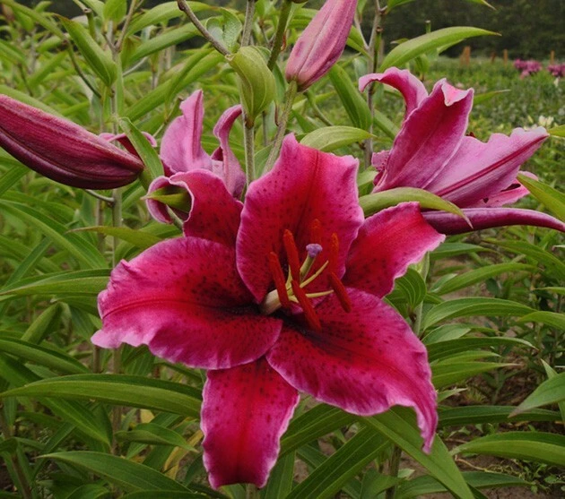 1 Rio Negro Oriental Lily Bulb - Velvety Perennial Flowers - Outdoor - Image 3