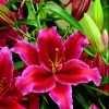 1 Rio Negro Oriental Lily Bulb - Velvety Perennial Flowers - Outdoor - Image 1