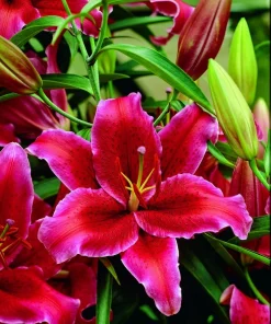 1 Rio Negro Oriental Lily Bulb - Velvety Perennial Flowers - Outdoor - Image 1