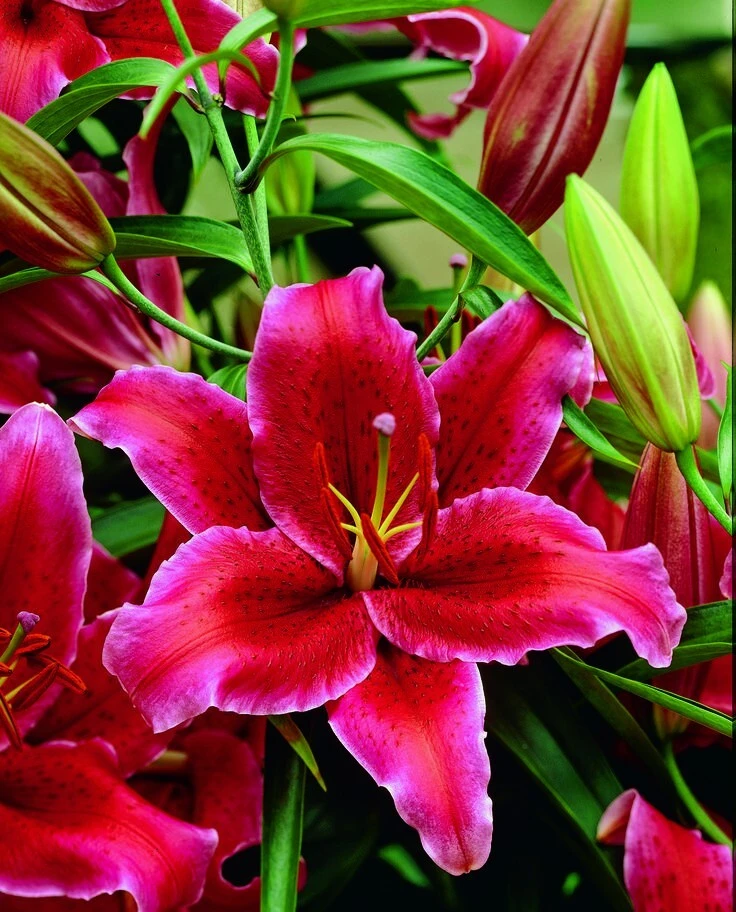 1 Rio Negro Oriental Lily Bulb - Velvety Perennial Flowers - Outdoor - Image 1