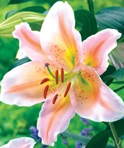 1 Salmon Party Dwarf Oriental Lily Flower Bulb - Bright Colorful Perennial - Image 1