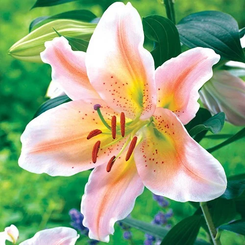 1 Salmon Party Dwarf Oriental Lily Flower Bulb - Bright Colorful Perennial - Image 1
