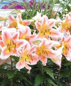 1 Salmon Party Dwarf Oriental Lily Flower Bulb - Bright Colorful Perennial - Image 2