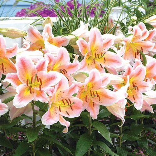 1 Salmon Party Dwarf Oriental Lily Flower Bulb - Bright Colorful Perennial - Image 2