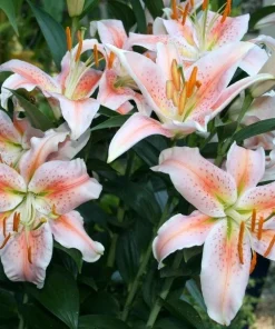 1 Salmon Party Dwarf Oriental Lily Flower Bulb - Bright Colorful Perennial - Image 3
