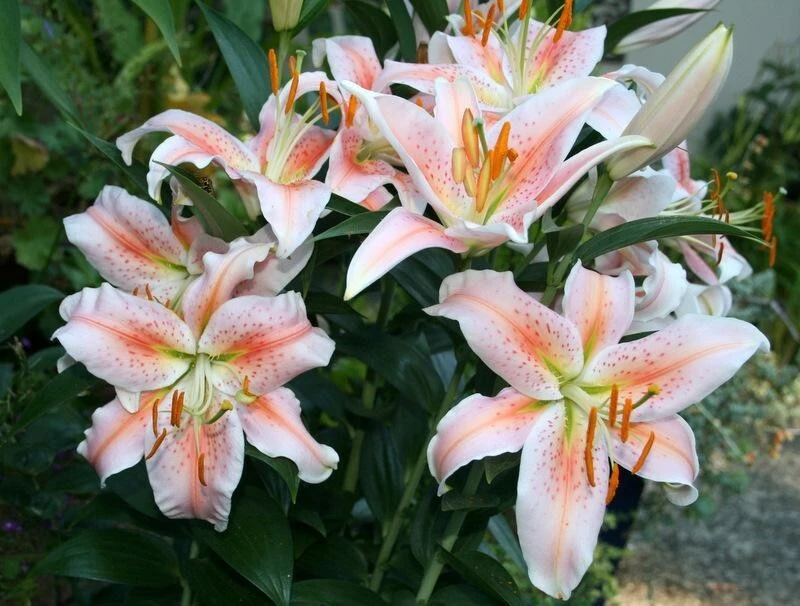 1 Salmon Party Dwarf Oriental Lily Flower Bulb - Bright Colorful Perennial - Image 3
