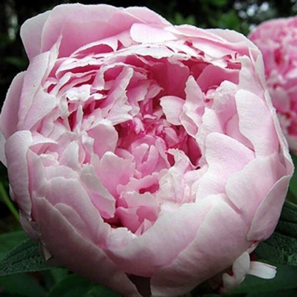 1 Sarah Bernhardt Double Peony Bulb - Pink Perennial Flower Root for Outdoor - Image 3