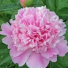 1 Sarah Bernhardt Double Peony Bulb - Pink Perennial Flower Root for Outdoor - Image 1