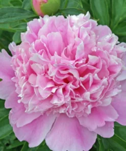 1 Sarah Bernhardt Double Peony Bulb - Pink Perennial Flower Root for Outdoor - Image 1