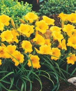 1 Stella d'Oro Daylily Bulbs - Live Reblooming Yellow Flower Bare Root Plant - Image 2
