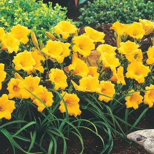 1 Stella d'Oro Daylily Bulbs - Live Reblooming Yellow Flower Bare Root Plant - Image 2