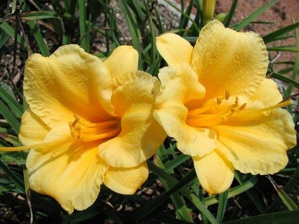 1 Stella d'Oro Daylily Bulbs - Live Reblooming Yellow Flower Bare Root Plant - Image 3