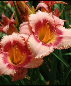 1 Strawberry Candy Daylily Reblooming Perennial Flower Bulb Bare Root Plant Outdoor - Image 3