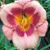 1 Strawberry Candy Daylily Reblooming Perennial Flower Bulb Bare Root Plant Outdoor - Image 1