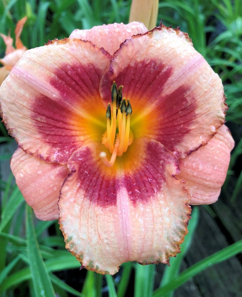 1 Strawberry Candy Daylily Reblooming Perennial Flower Bulb Bare Root Plant Outdoor - Image 1