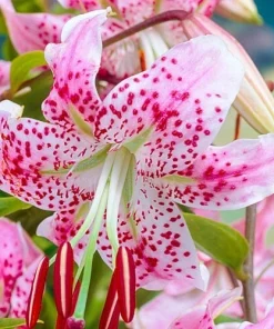 1 Uchida Lily Flower Bulb - Perennial, Multicolor Outdoor Lily - Image 2
