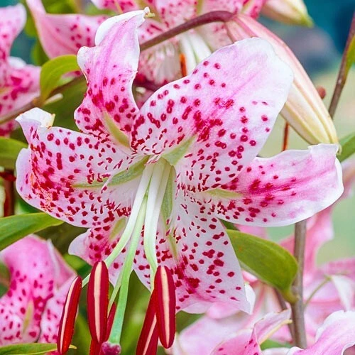 1 Uchida Lily Flower Bulb - Perennial, Multicolor Outdoor Lily - Image 2