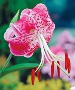 1 Uchida Lily Flower Bulb - Perennial, Multicolor Outdoor Lily - Image 3