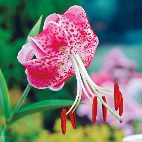 1 Uchida Lily Flower Bulb - Perennial, Multicolor Outdoor Lily - Image 3