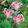 1 Uchida Lily Flower Bulb - Perennial, Multicolor Outdoor Lily - Image 1