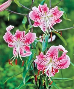 1 Uchida Lily Flower Bulb - Perennial, Multicolor Outdoor Lily - Image 1